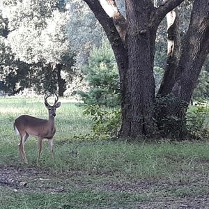 Meet your Posher, Lennie